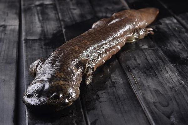 娃娃魚是國家幾級保護動物?