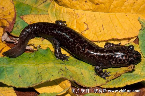 娃娃魚為什么叫娃娃魚?