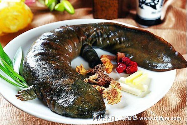 孕婦能吃娃娃魚嗎?