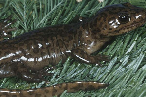 孕婦能吃娃娃魚嗎?