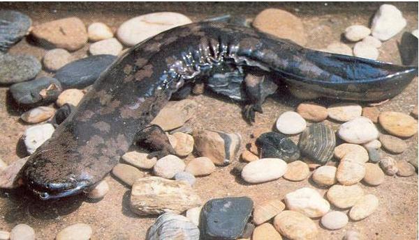 孕婦能吃娃娃魚嗎?