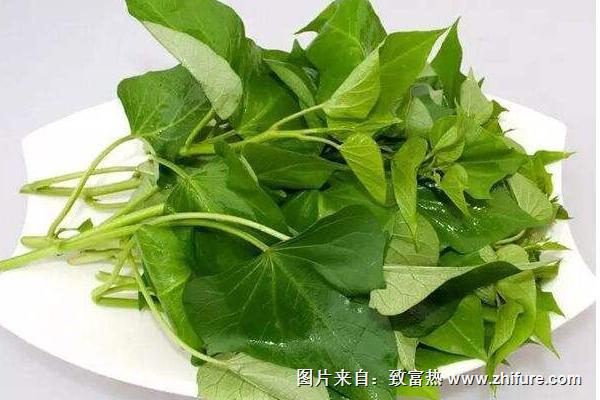 紅薯葉功效與作用及禁忌