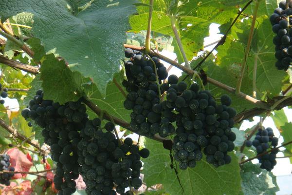 小葡萄圖片大全