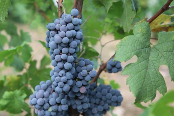 小葡萄圖片大全