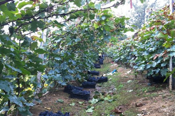 小葡萄圖片大全