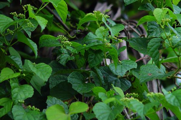 小葡萄圖片大全