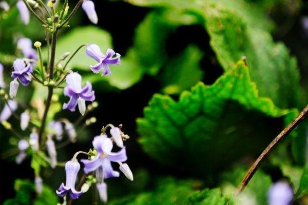 小葡萄圖片大全