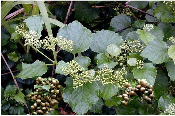 小葡萄圖片大全