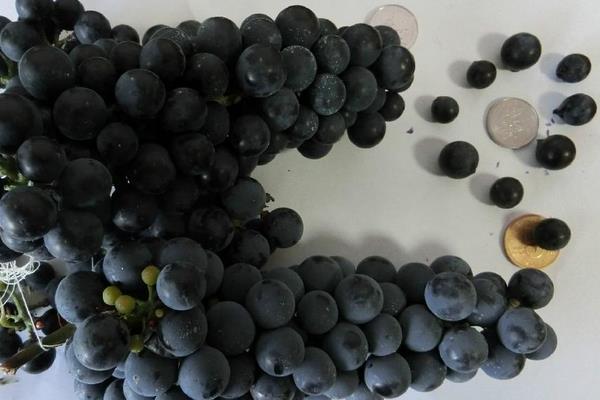 小葡萄圖片大全