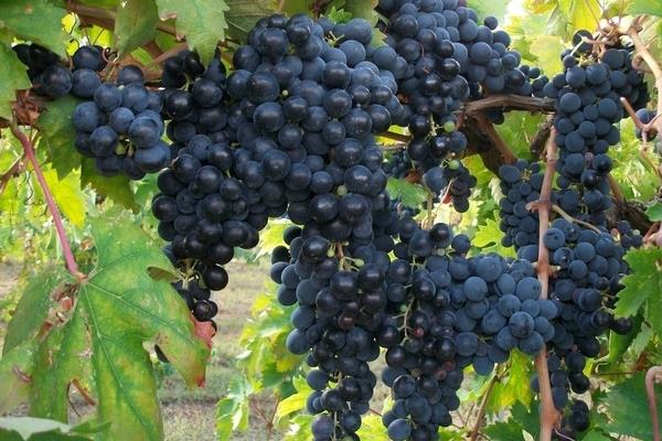 小葡萄圖片大全