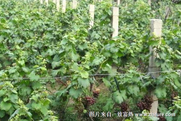 巨峰葡萄苗價格多少錢一株