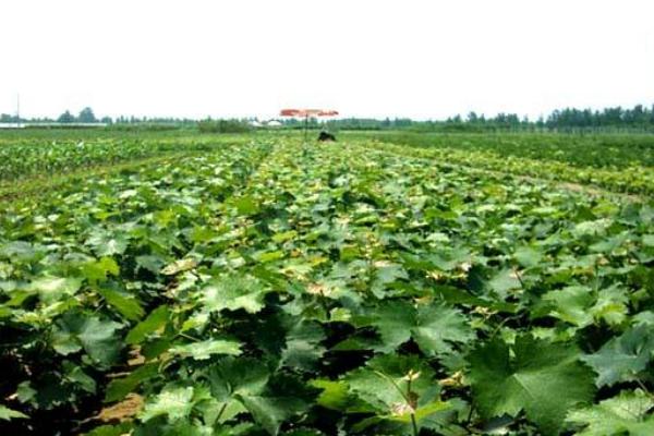 巨峰葡萄苗價格多少錢一株