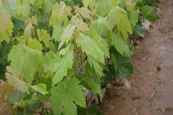 巨峰葡萄苗價格多少錢一株