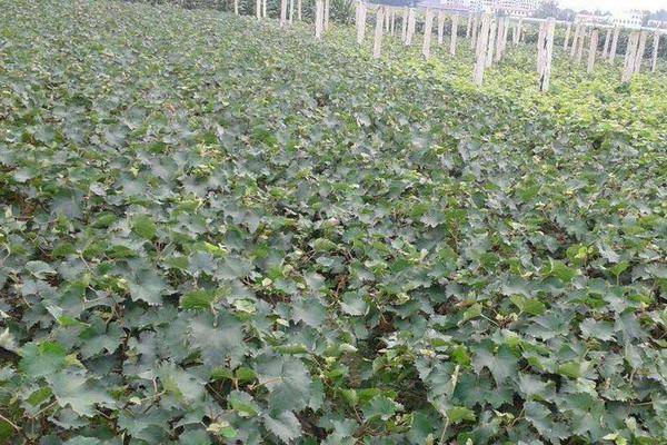 巨峰葡萄苗價格多少錢一株