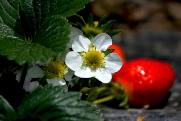 草莓圖片大全