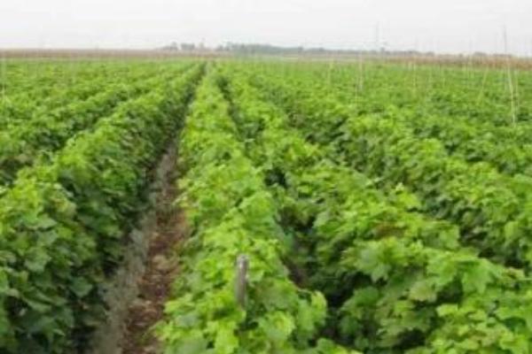 巨峰葡萄苗價格多少錢一株