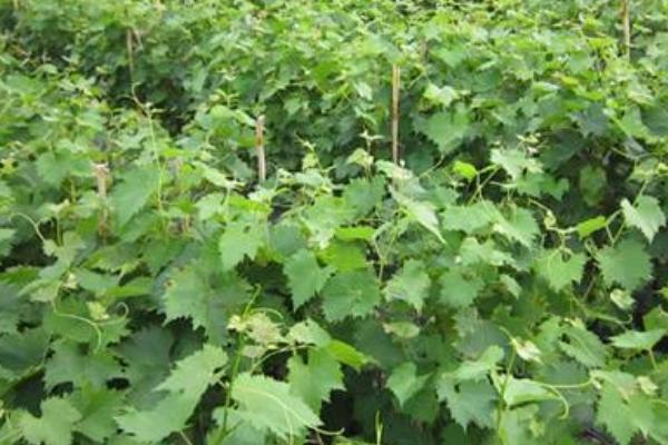 巨峰葡萄苗價格多少錢一株