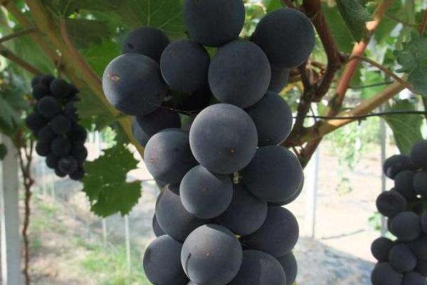 巨峰葡萄苗價格多少錢一株