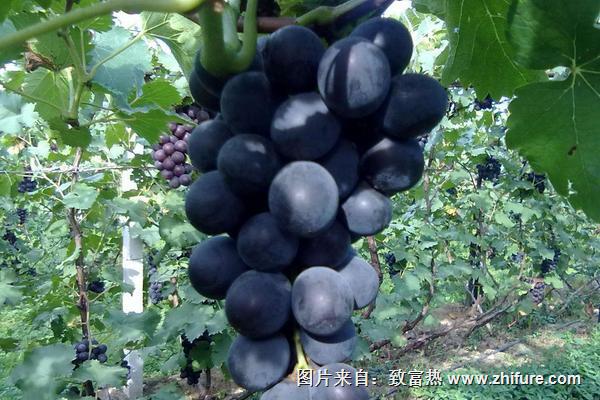 巨峰葡萄畝產多少斤
