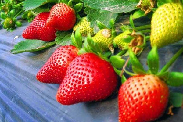 草莓圖片大全