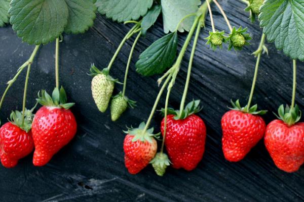 草莓圖片大全