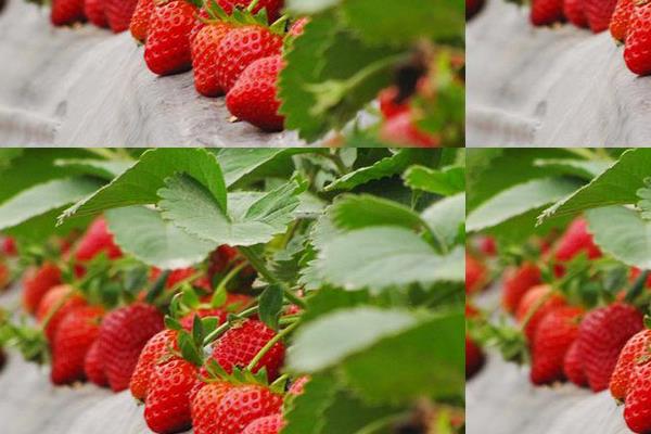 草莓圖片大全