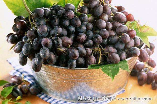 玫瑰香葡萄幾月份成熟