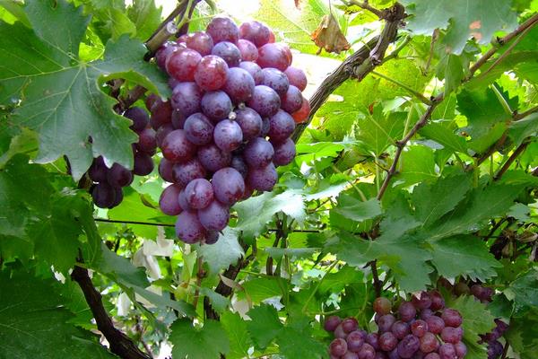 玫瑰香葡萄幾月份成熟