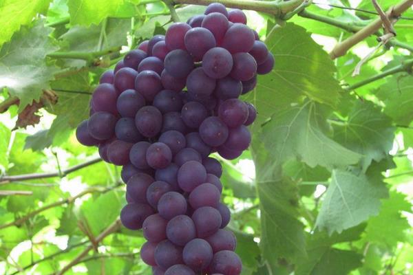 玫瑰香葡萄幾月份成熟