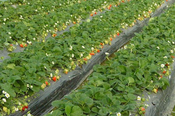 草莓無土栽培技術(shù)