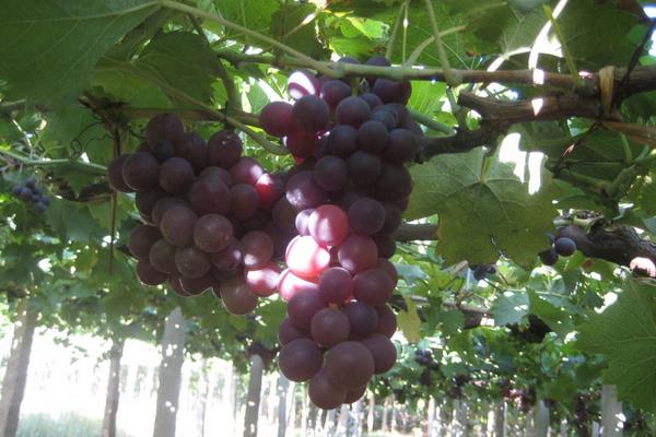 玫瑰香葡萄幾月份成熟