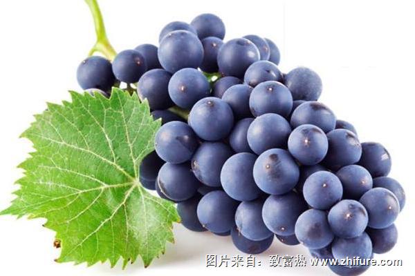 巨峰葡萄種植管理技術