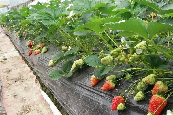 草莓無土栽培技術(shù)