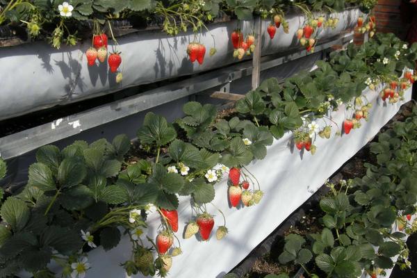 草莓無土栽培技術(shù)