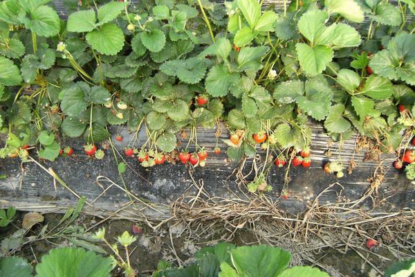 草莓無土栽培技術(shù)