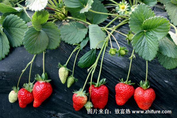 草莓一年結幾次果