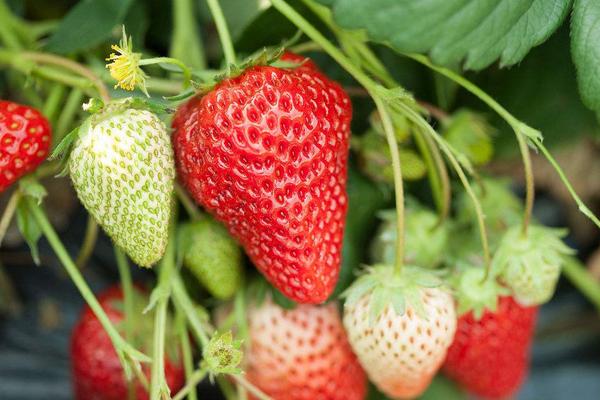 草莓一年結幾次果