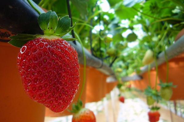 草莓一年結幾次果