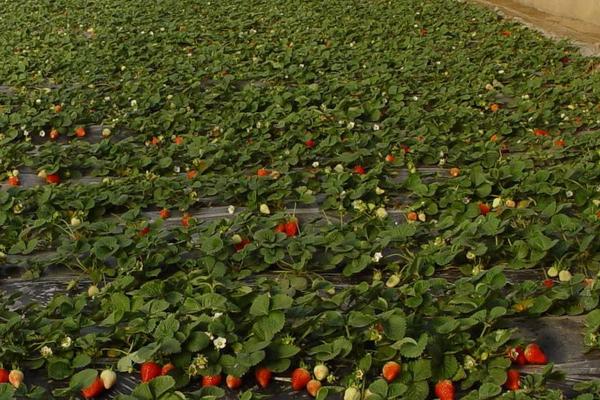 草莓一年結幾次果