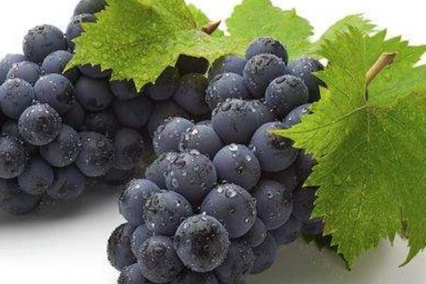 孕婦可以吃巨峰葡萄嗎