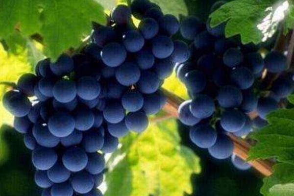 孕婦可以吃巨峰葡萄嗎