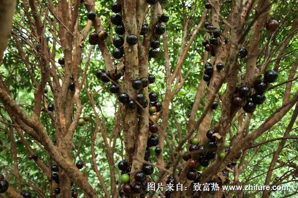 樹葡萄價格多少錢一斤