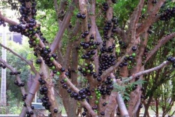 樹(shù)葡萄價(jià)格多少錢(qián)一斤