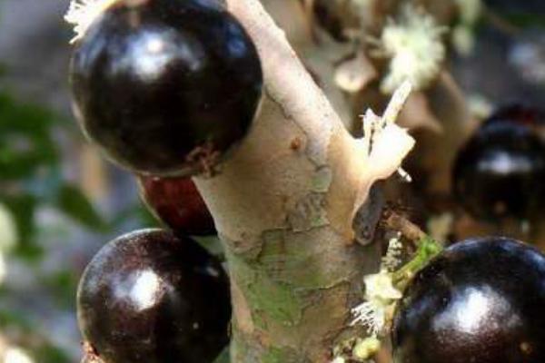 樹(shù)葡萄價(jià)格多少錢(qián)一斤