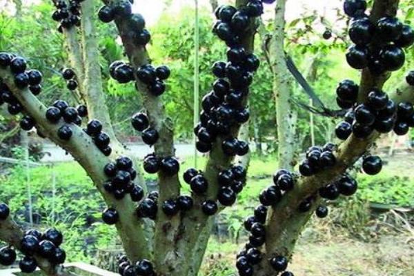 樹(shù)葡萄價(jià)格多少錢(qián)一斤