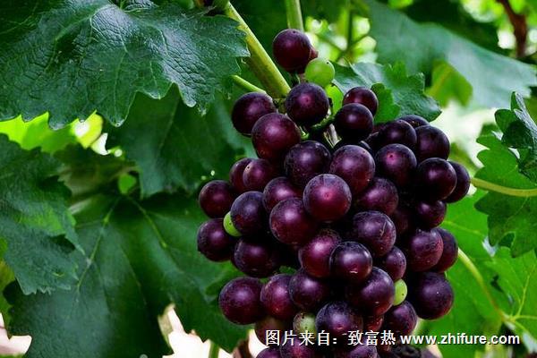 玫瑰香葡萄功效與作用及禁忌