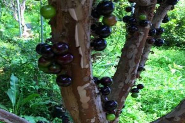 樹(shù)葡萄價(jià)格多少錢(qián)一斤