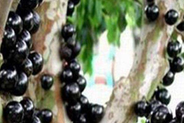 樹(shù)葡萄價(jià)格多少錢(qián)一斤