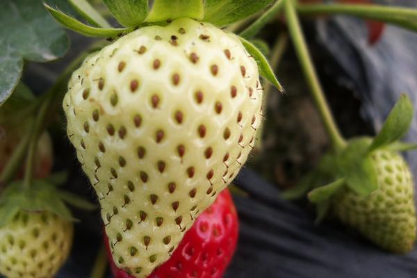 孕婦能吃草莓嗎