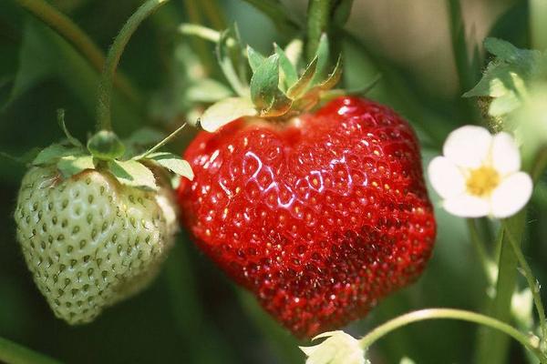 孕婦能吃草莓嗎